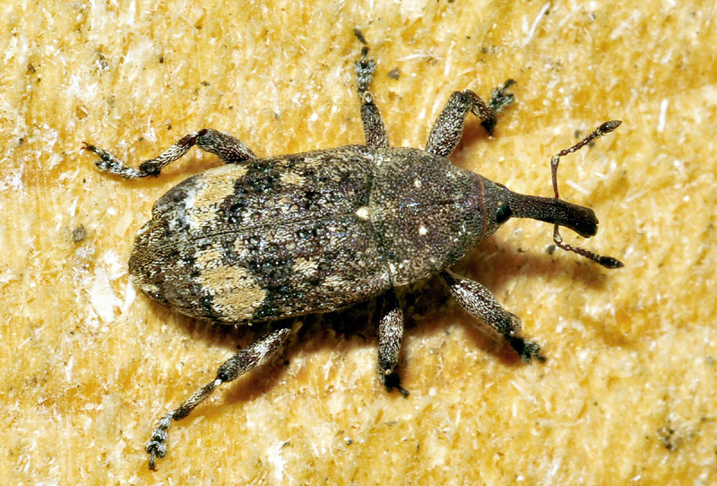 Curculionidae:  Pissodes piceae